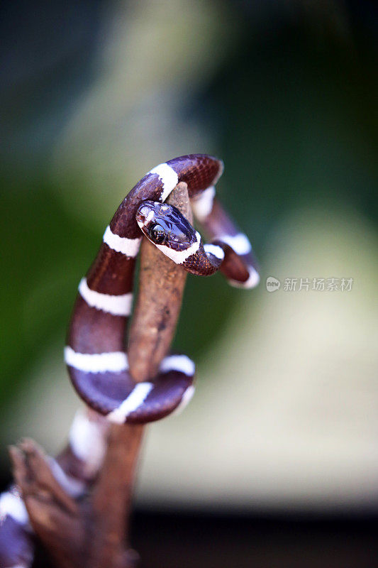 马达加斯加:Mantadia国家公园的Stenophis betsileanus